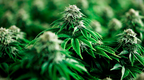 Multiple Jiffy pellets prepped in a tray to germinate cannabis seeds efficiently indoors.