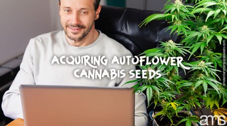 buy cannabis seeds on AMS