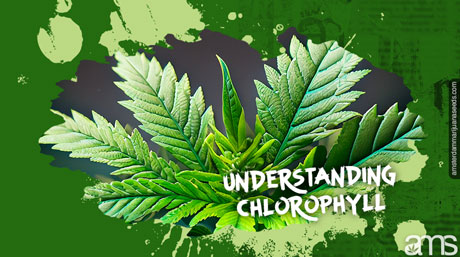 cannabis chlorophyll Cannabis Leaf Green chlorophyll