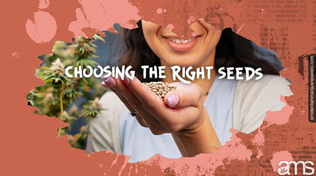 choosing the right seeds grow tent with cannabis seeds