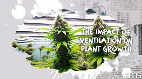 Impact of proper air ventilation air circulation in grow room