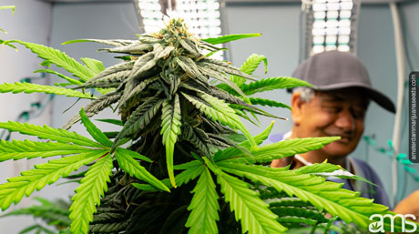 grower in his growroom with a cannabis plant
