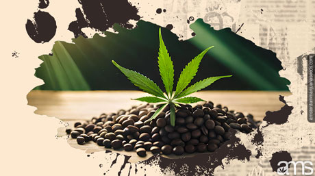 cost-effective marijuana seeds budget-friendly cannabis seeds