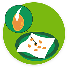 germinate seeds how to germinate seeds