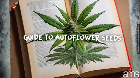 guide autoflower seeds