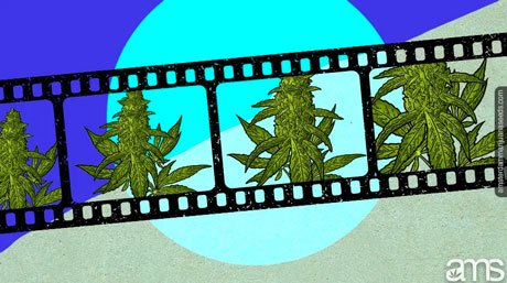 video clip of kush cannabis