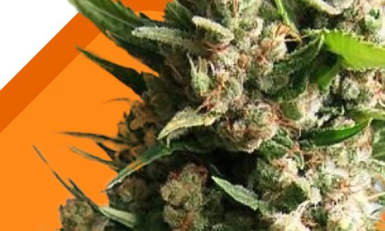 Home cat beginner image