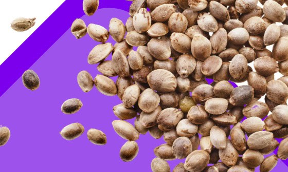 Home cat combo image