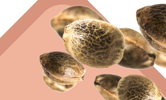 Home cat feminized image