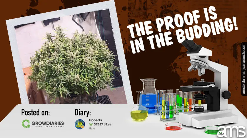 Imagen de Marihuana AMS10