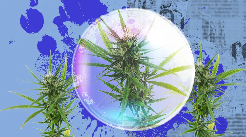 420 Carat Feminized Seeds cannabis bubble 1