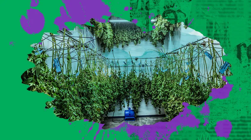 420 Carat Feminized Seeds drying weed