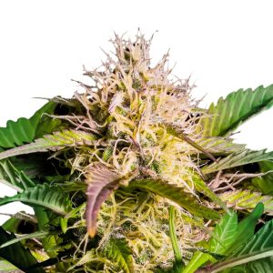 Black Domina Feminized Marijuana Seeds - AMS