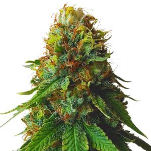 Green Crack Autoflower Seeds - Pure Good Vibes