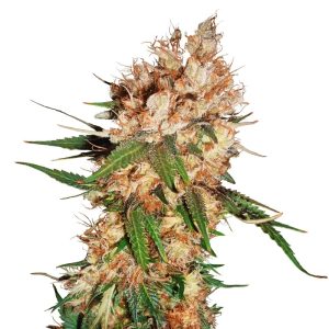 Strawberry Ice ® Feminized Seeds