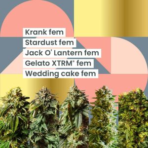 AMS Latest Greatest - 25th Anniversary Combo