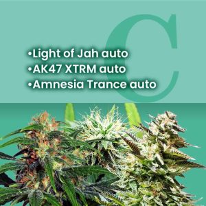 AMS Most Wanted Autoflower Combo