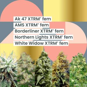 AMS XTRM 25th Anniversary Combo