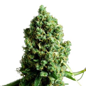 Big Bud autoflower marijuana seeds