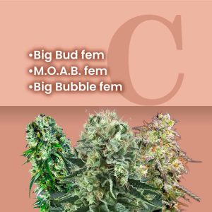 Big Buds Feminized Combo