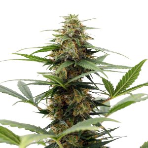 Gushers feminized weed seeds: easy-to-grow strains! | AMS