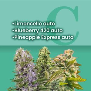 Fruit Basket Autoflower Combo